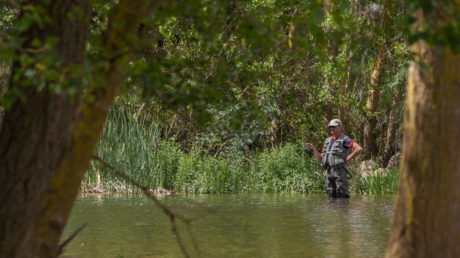 Pêcheur à la mouche dans une rivière bordée d’arbres