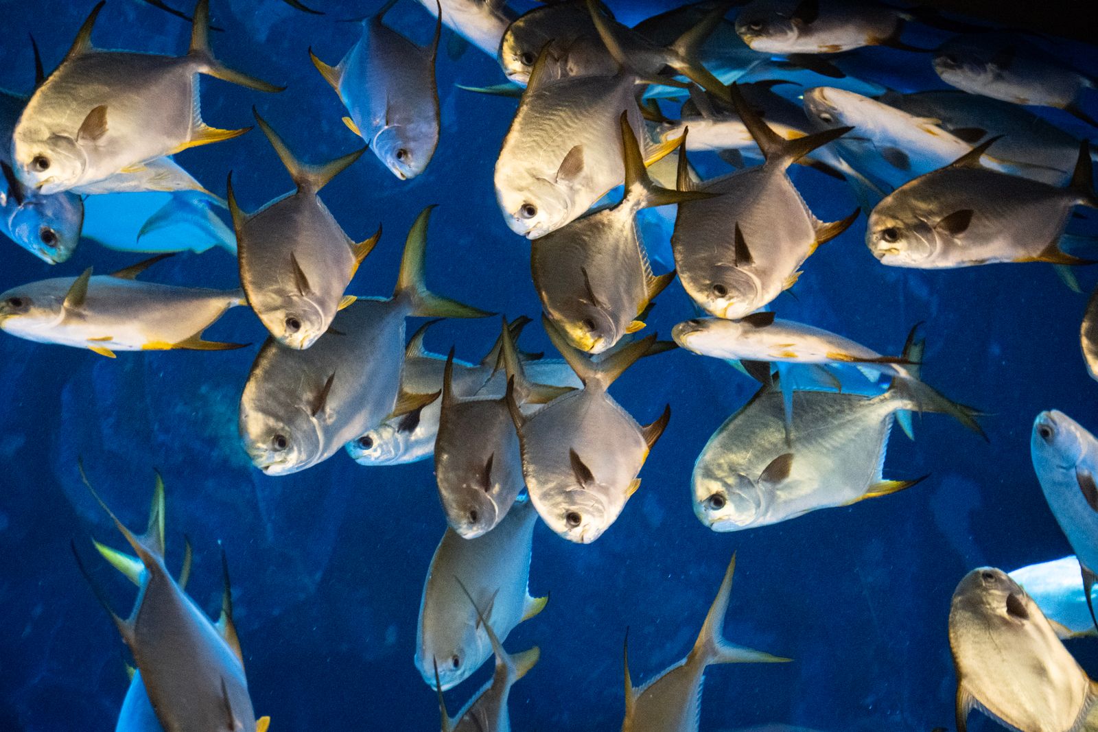 Banc de poissons argentés sous l’eau